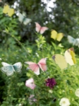 Picture of Bunting - Βutterflies