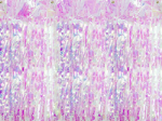 Picture of Iridescent Fringe Curtain ( 0.90m L x 2.5m H )